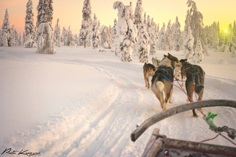 chien-de-traineau-finlande-Piotr Kroczac