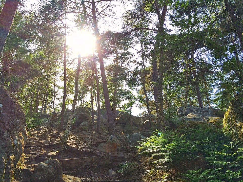 Balade foret de fontainebleau rocher canon