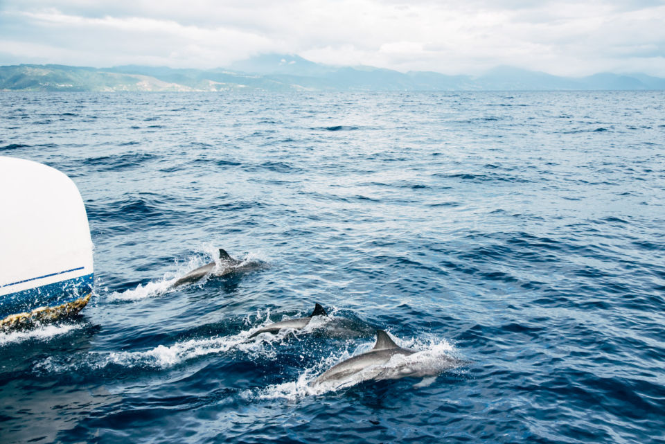 whale watching dominica