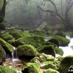 Balade dans la forêt primaire de Yakushima au Japon