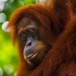 Voyage en cours : Trek dans la jungle de Sumatra