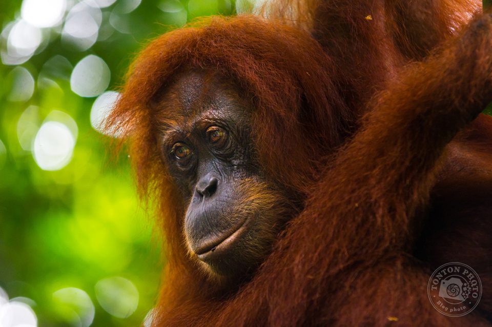 Voyage en cours : Trek dans la jungle de Sumatra